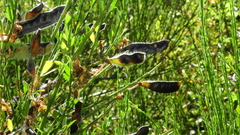 Cytisus scoparius