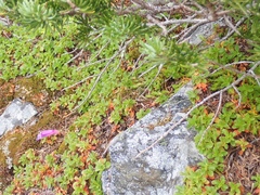 Penstemon davidsonii