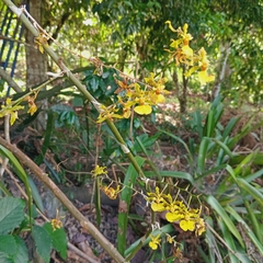 Bauer's Oncidium (Oncidium baueri)
