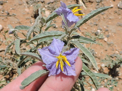 Solanum elaeagnifolium