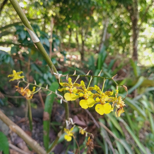 Oncidium baueri, photograph 3