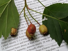 Crataegus irrasa