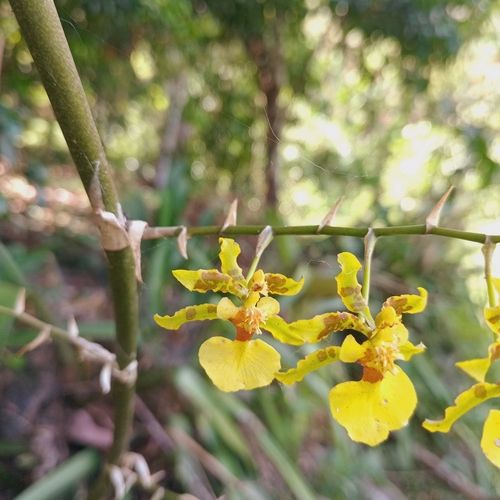 Oncidium baueri, photograph 4