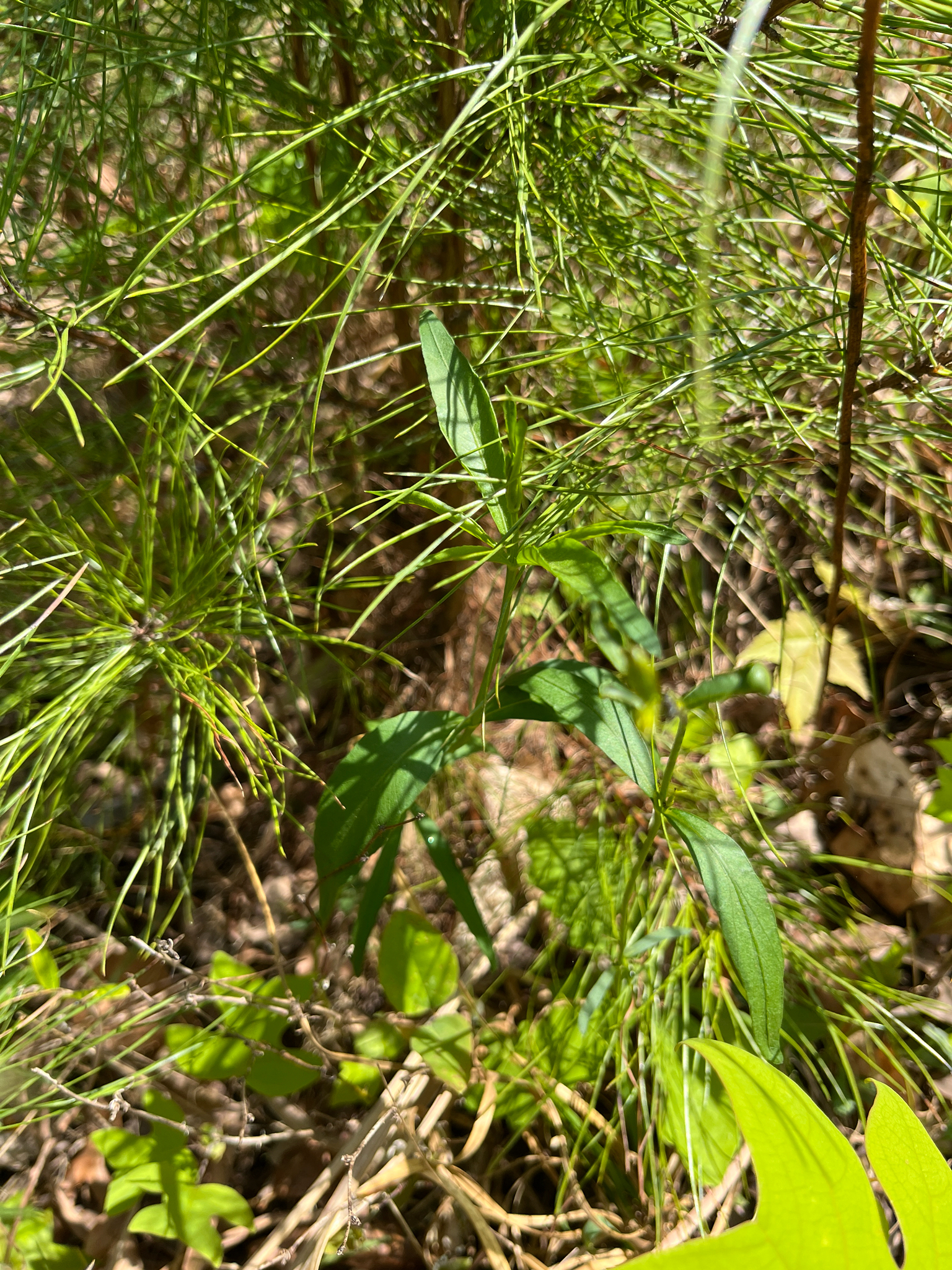 Imagem de Margarida-amarela