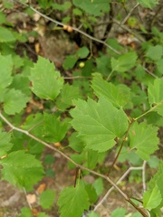 Crataegus irrasa