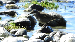 Cinclodes patagonicus
