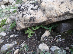 Polystichum lemmonii