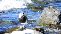 Vanellus chilensis