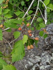 Crataegus irrasa