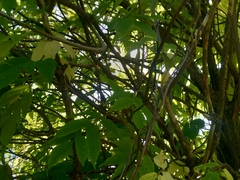 Iduna caligata