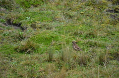 Cinclodes albidiventris