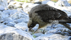 Daptrius chimango