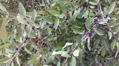 Karwinskia humboldtiana