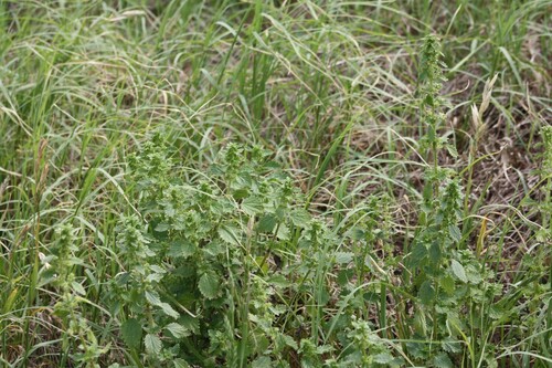 Image of Urtica chamaedryoides by no rights reserved