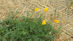Eschscholzia californica