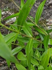 Gentiana rubricaulis