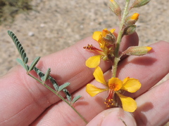 Hoffmannseggia glauca