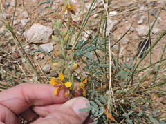 Hoffmannseggia glauca