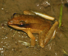 Indosylvirana nicobariensis