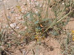 Hoffmannseggia glauca