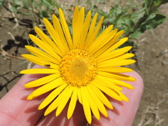 Grindelia ciliata
