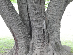 Morus alba
