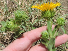 Grindelia ciliata