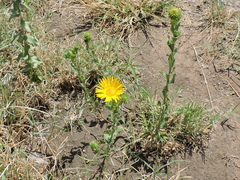 Grindelia ciliata