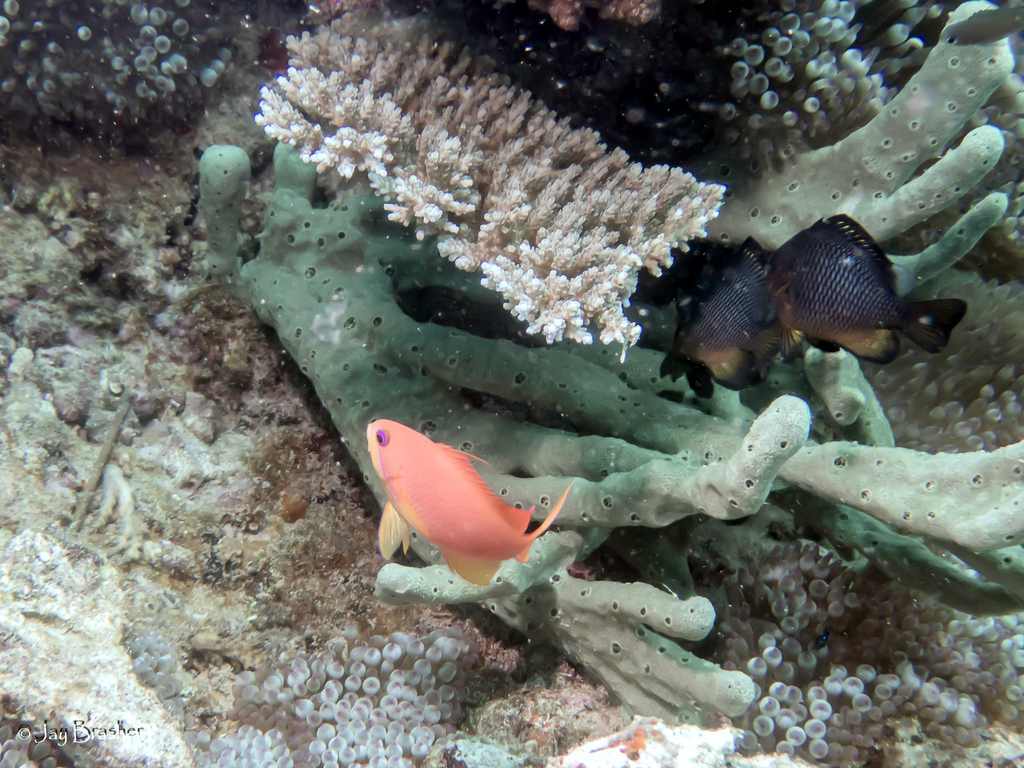 Amphimedon paraviridis