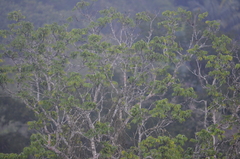 Psarocolius decumanus