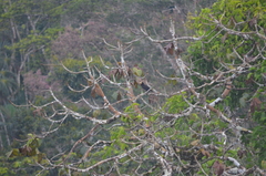 Psarocolius decumanus