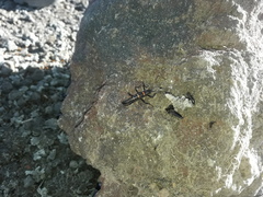 Monticomorpha flavolimbata