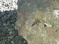 Monticomorpha flavolimbata