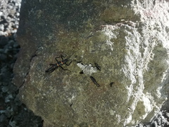 Monticomorpha flavolimbata