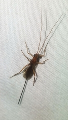 Macrocentrinae