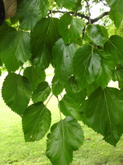 Morus alba