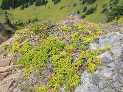 Penstemon davidsonii