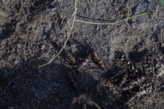 Monticomorpha flavolimbata