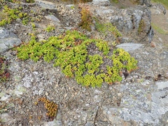 Penstemon davidsonii