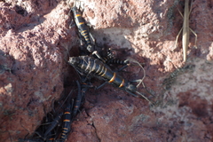 Monticomorpha flavolimbata