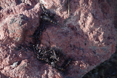 Monticomorpha flavolimbata