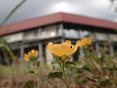 Malvastrum aurantiacum