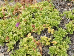 Penstemon davidsonii