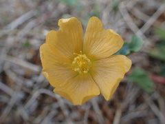 Malvastrum aurantiacum