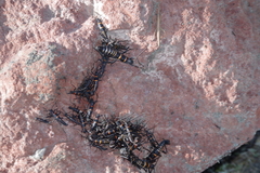 Monticomorpha flavolimbata