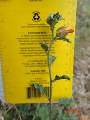 Malvastrum aurantiacum