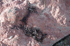 Monticomorpha flavolimbata