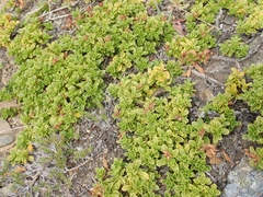 Penstemon davidsonii