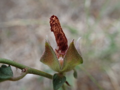 Malvastrum aurantiacum