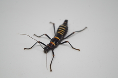 Monticomorpha flavolimbata